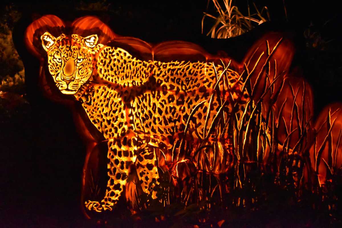 a pumpkin carving of a leopard