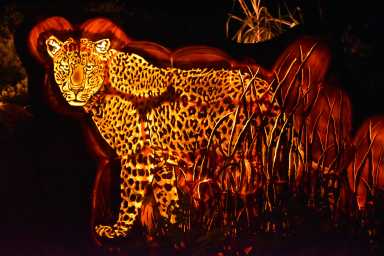 a pumpkin carving of a leopard