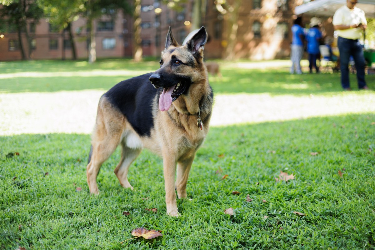 The Castle Hill Houses host a groundbreaking ceremony for an improved green space project, which includes NYCHA’s first community dog park, on Monday, Aug. 5, 2024. The project uses NYCHA’s Connected Communities participatory design process. a german shepard watches on