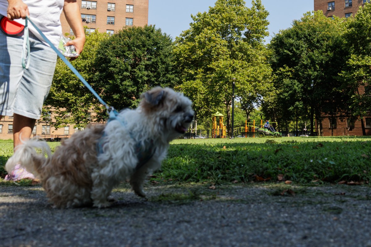 The Castle Hill Houses host a groundbreaking ceremony for an improved green space project, which includes NYCHA’s first community dog park, on Monday, Aug. 5, 2024. The project uses NYCHA’s Connected Communities participatory design process, and a dog watches on