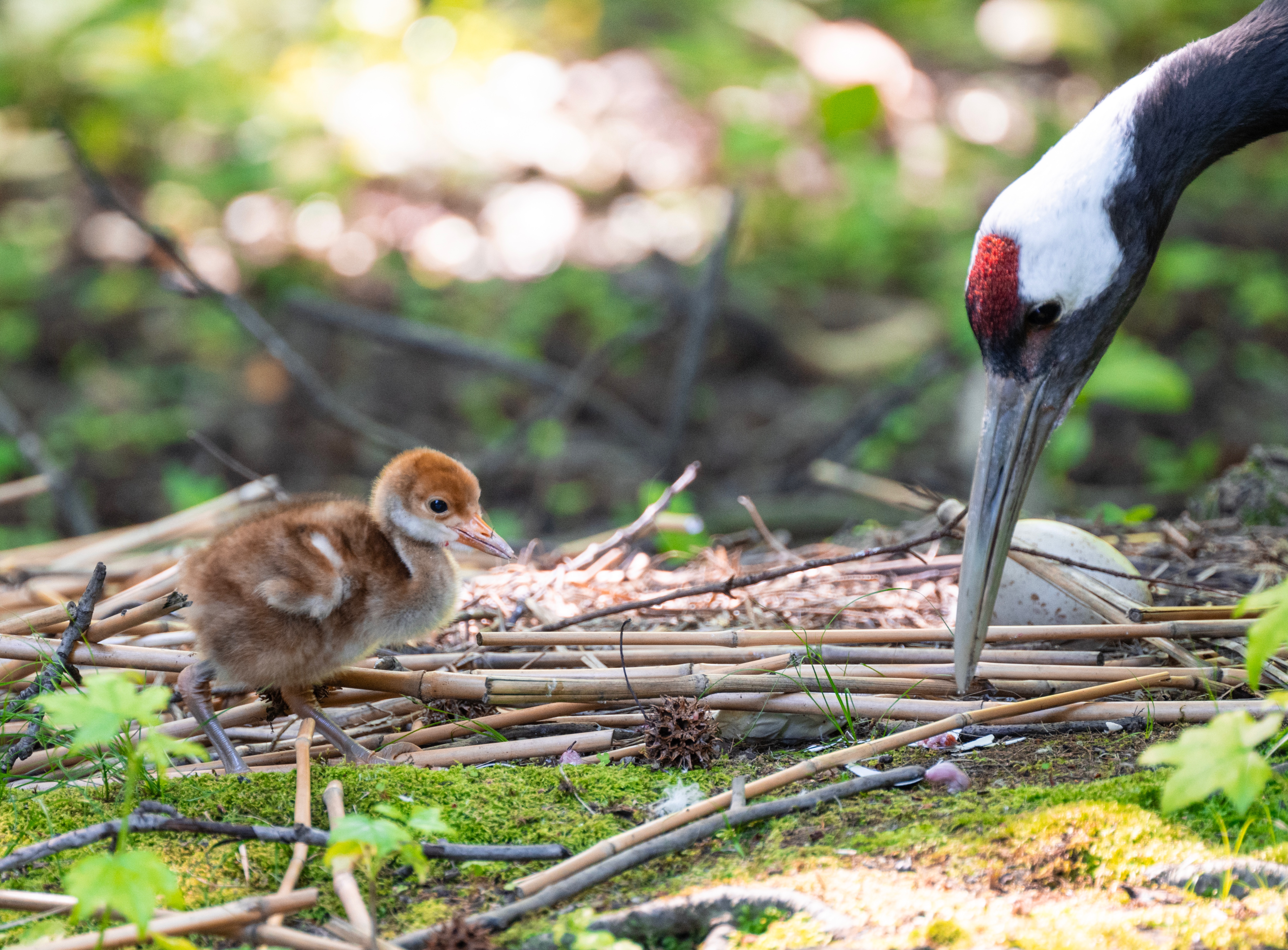 Red-Crowned Crane, One of the World's Largest and Most Threatened