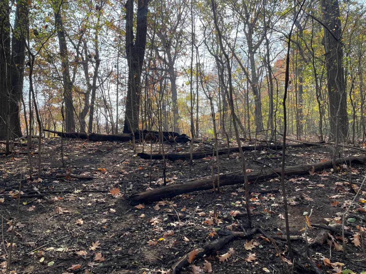 Image shows the damage of a Nov. 8 brush fire in Prospect Park, Brooklyn.