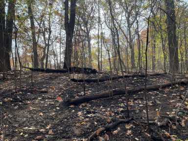 Image shows the damage of a Nov. 8 brush fire in Prospect Park, Brooklyn.