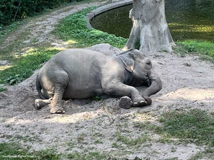 The Bronx Zoo was ranked one of the top ten worst zoos in the country for elephants by In Defense of Animals.