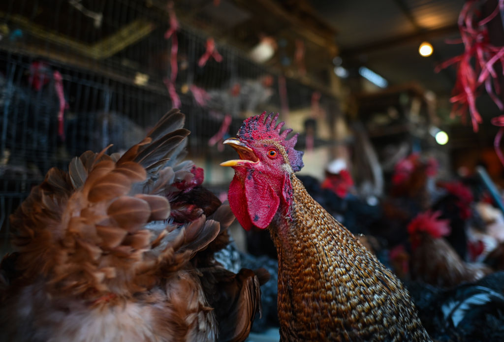 Chickens Market In San Juan Chamula