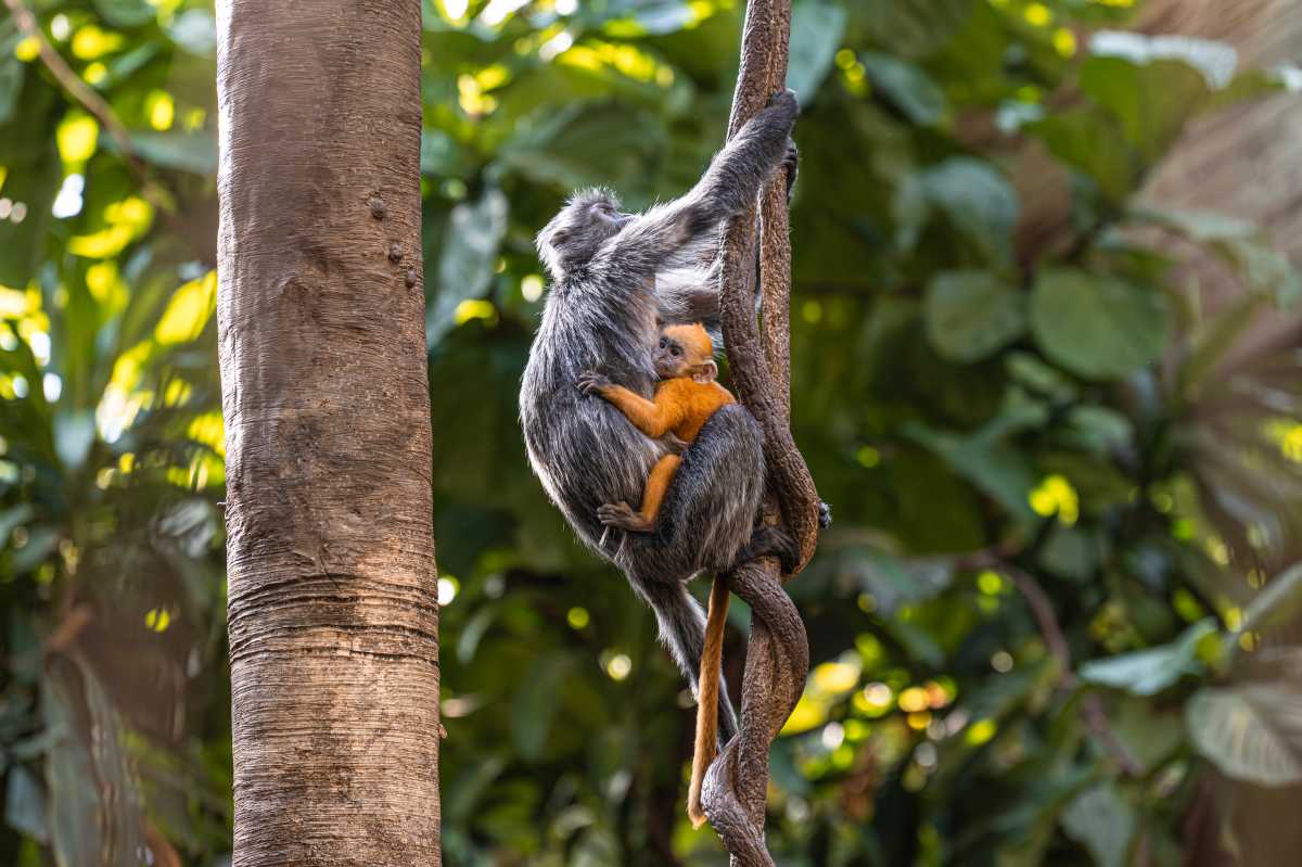The latest addition to the Bronx Zoo's JungleWorld exhibit a red haired babye silvered langur monkey can be seen clinging to an adult monkey while it scales a tree.