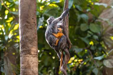 The latest addition to the Bronx Zoo's JungleWorld exhibit a red haired babye silvered langur monkey can be seen clinging to an adult monkey while it scales a tree.