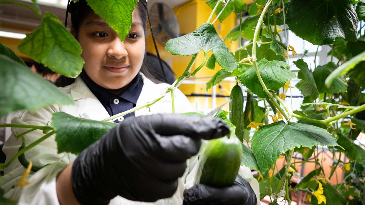 Student scientists at KAPPA middle school don lab coats to begin harvesting their fresh grown produce in their new hydroponics lab built through a partnership with the Borough President and NY Sun Works.