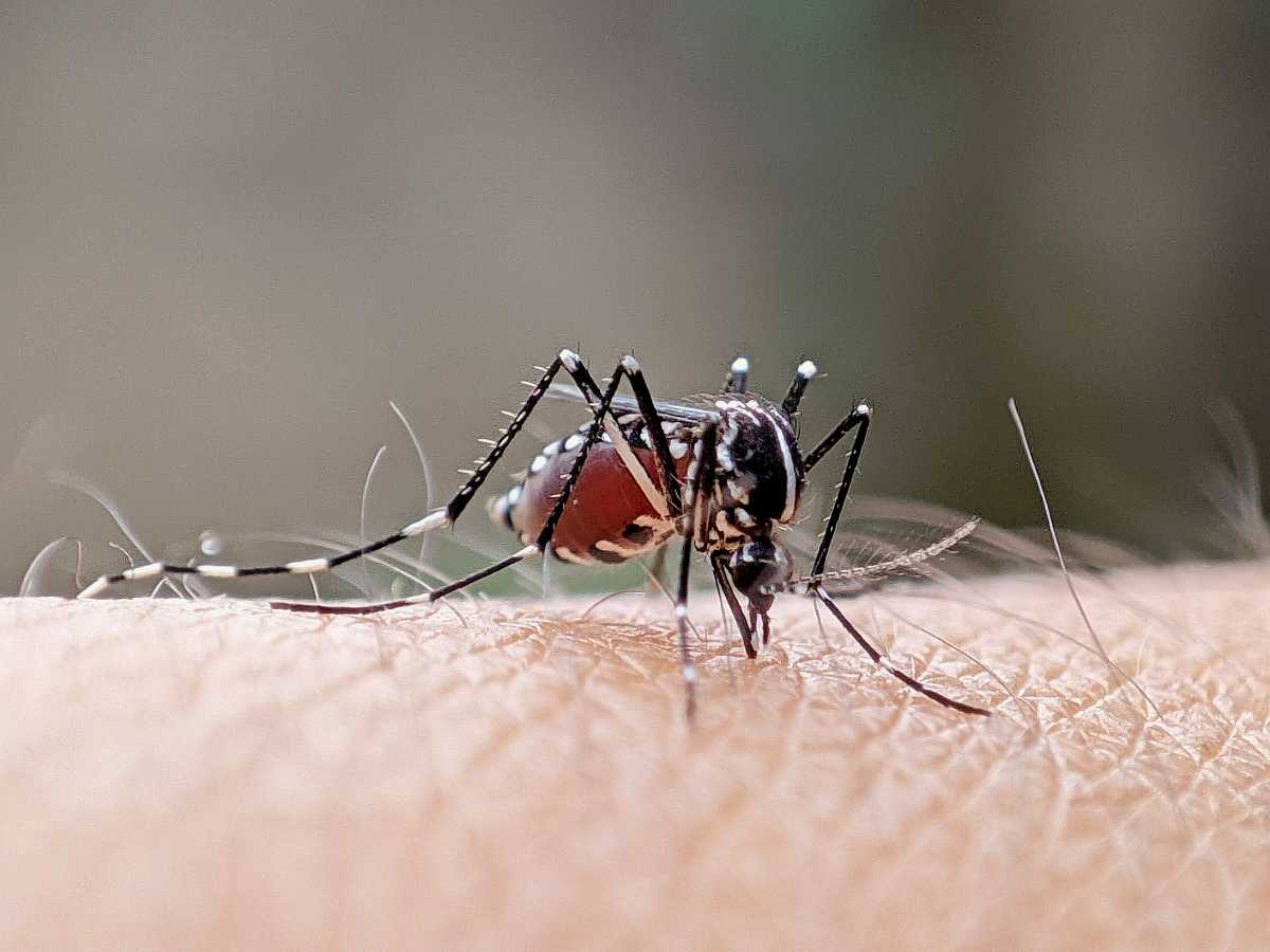 mosquito