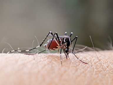 mosquito