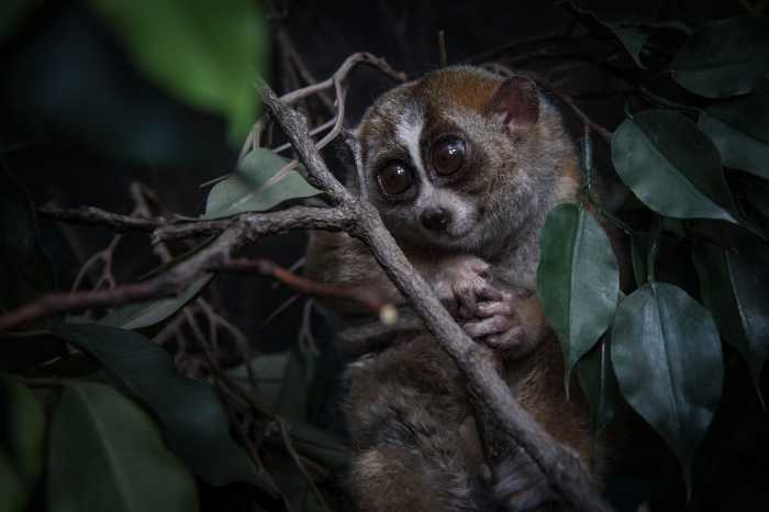 he Bronx Zoo will officially reopen its famed World of Darkness exhibit on Saturday, July 12, offering visitors a chance to experience the lives of nocturnal creatures in an immersive, reverse-light environment.