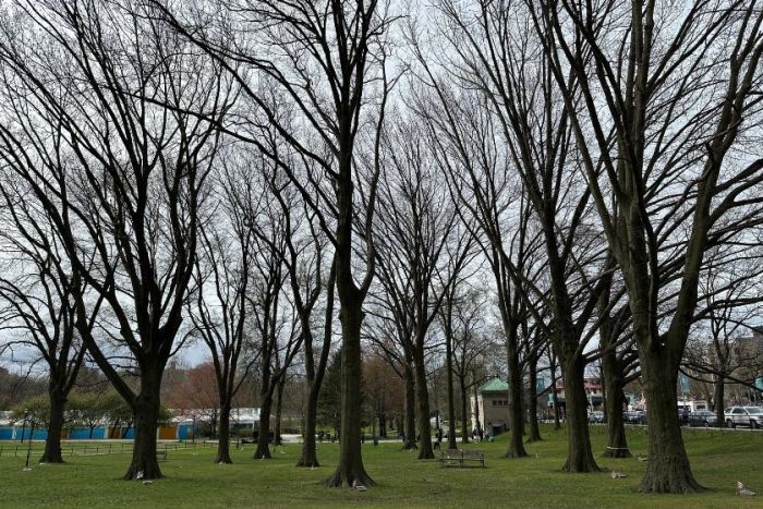 The parks department planted a variety of oak trees, which commonly symbolize strength and endurance, to overlook the memorial and provide shade for visitors who wish to reflect and contemplate on fallen veterans’ sacrifice. It also installed a fence around the historical space in 2012 to mitigate exposure to garbage from other park visitors.