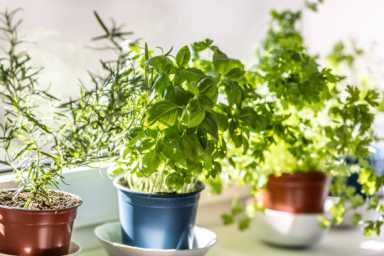 plant