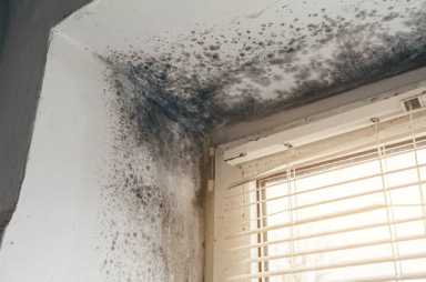 mold
