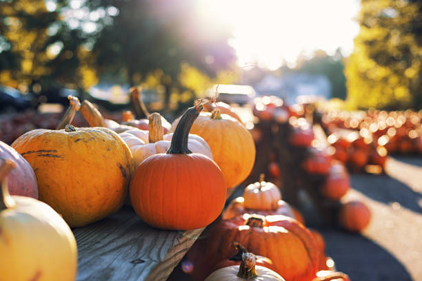 pumpkin patch