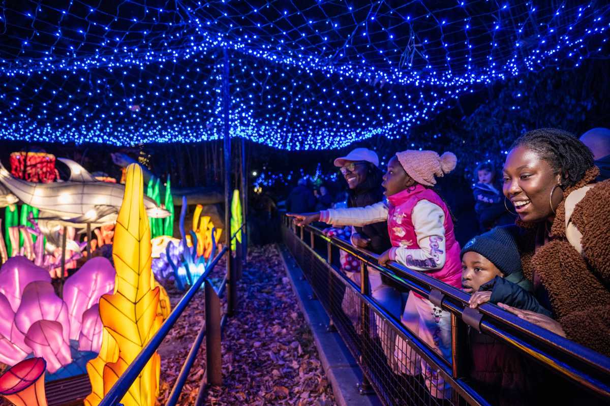 The Bronx Zoo's Holiday Lights display returns to fill the park with a glowing tribute to the animal kingdom this holiday season.