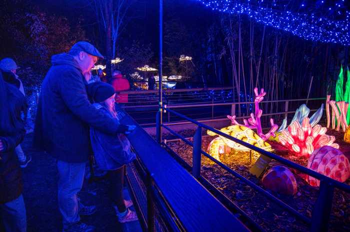 Jim Baker and his five year old daughter, Maisie Clancy Baker take in the sights of glowing coral and sea creatures on one of the Holiday Lights trails at the Bronx Zoo.