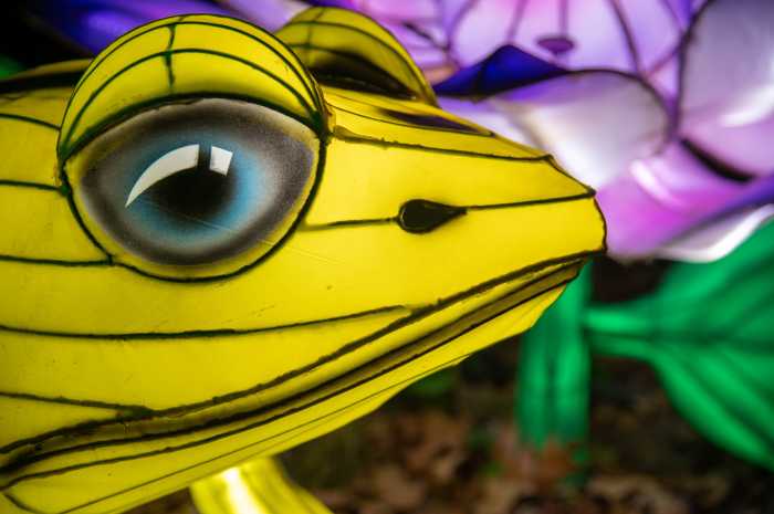 The Holiday Lights exhibit at the Bronx Zoo features stunning, colorful lanterns designed to look like plants an animals that someone may see in the wild.