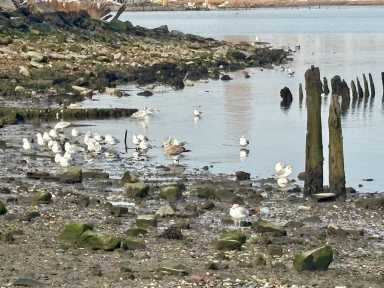 A flock of mostly Ring Billed Gulls settled on the shore of Clason Point Park on Sunday while local birders documented the number of birds in the Bronx for the NYC Christmas Bird Count.