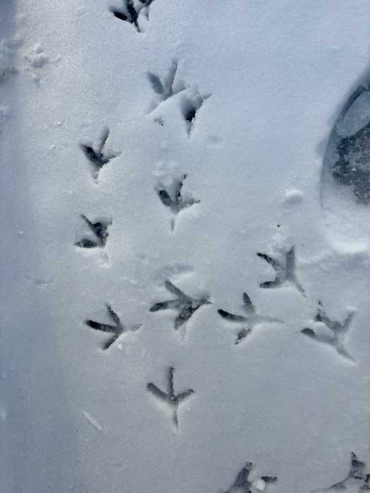 Prints in the snow from birds can be seen from Sunday Dec. 28 during the NYC Christmas Bird Count.