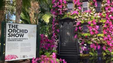 A building stoop adorned with orchids at the New York Botanical Garden..