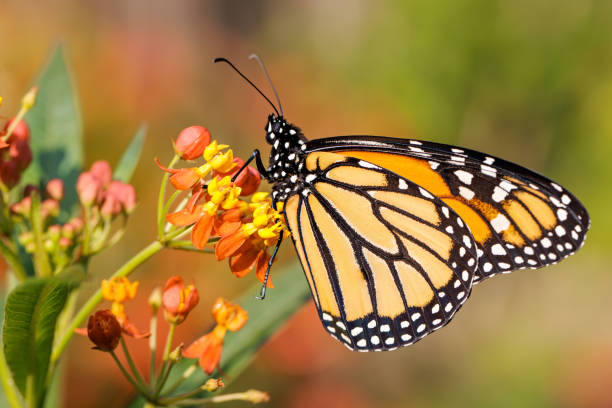 What’s happening | Music, dancing, bugs and butterflies at the Bronx Zoo and more