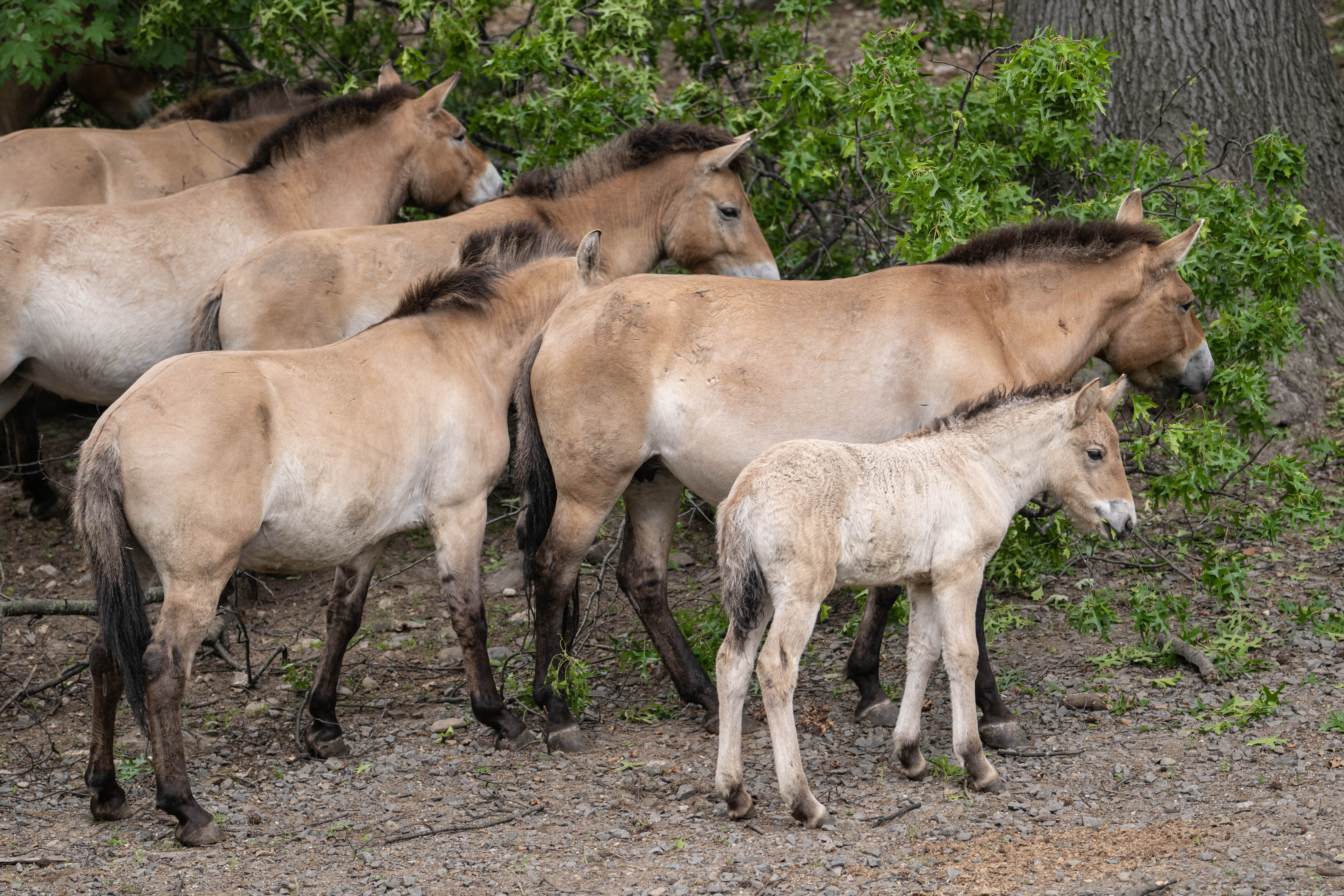 A herd of Przewalski's horses with it's foal at the Bronx Zoo.