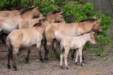 A herd of Przewalski's horses with it's foal at the Bronx Zoo.