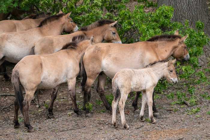 A herd of Przewalski's horses with it's foal at the Bronx Zoo.