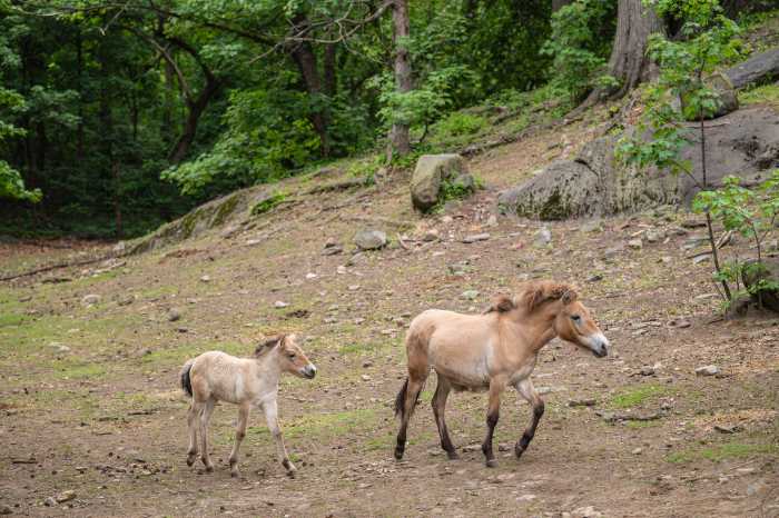 A Przewalski's horse runs alongside the young foal at the Bronx Zoo.