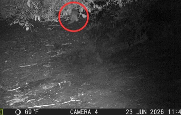 Local scientist RJ Hawkins spotted the river otter on June 23 in the Bronx River, the first sighting in approximately 100 years.